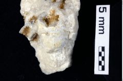 Foto (Detailansicht) von Decapoda indet. (NHMW-GEO-1990-0041-0351)